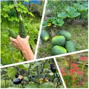 野菜たち